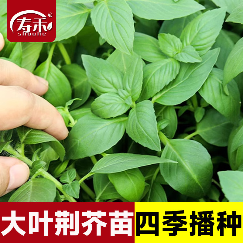 河南特产大叶荆芥种子种籽苗孑子夏季菜苗荆棘菜种苋菜带土秧苗