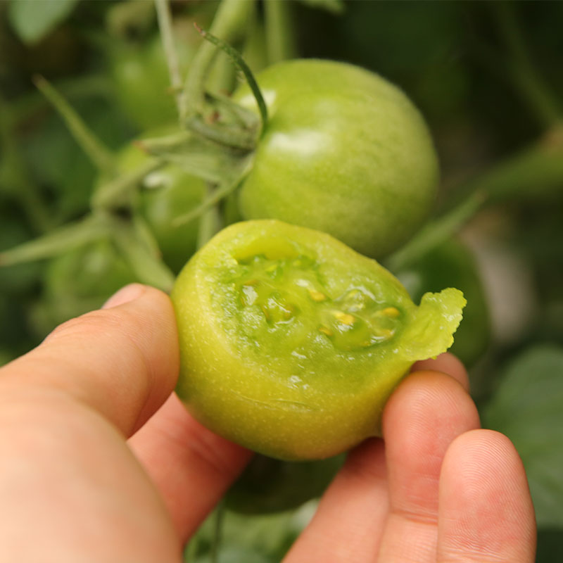 贼不偷绿色番茄种子西红柿四季