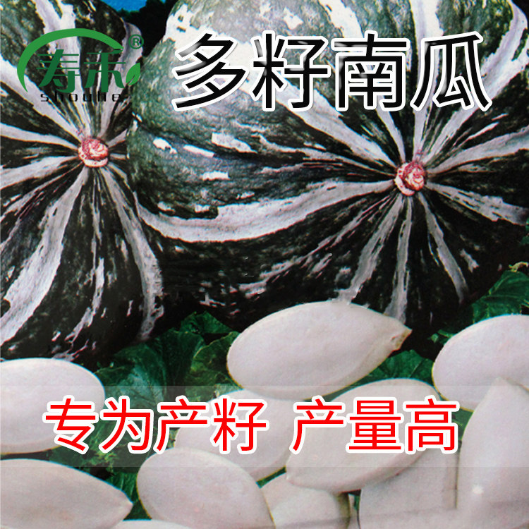 多籽南瓜种子种籽片大粒多白瓜子种孑专门产籽高产食用籽用西葫芦