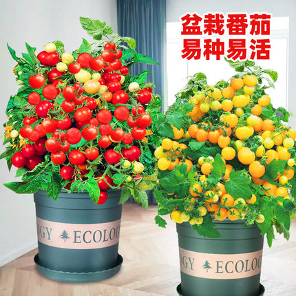 矮生盆栽千禧小番茄种子种籽苗秧柿子水果蔬菜菜苗圣女果苗西红柿