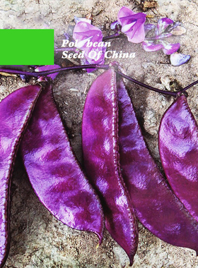 扁豆种子种籽南方高产红眉豆种四季梅豆角梅豆孑架豆菜豆红豆角