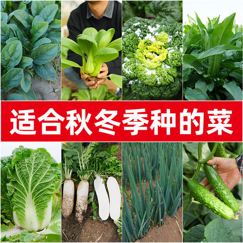 适合秋冬季节种植的蔬菜种子