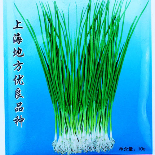四季常青不凋香味浓厚