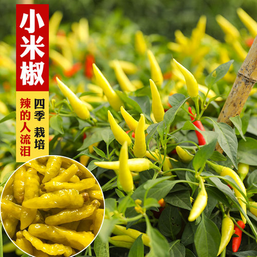 四季小米辣蔬菜泡椒种籽