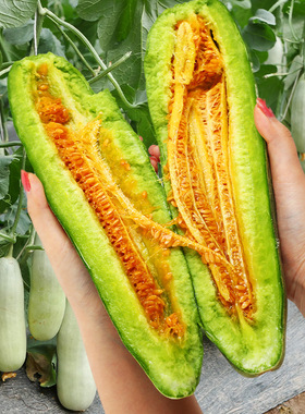 羊角蜜甜瓜种子种籽蜜瓜孑苗秧绿宝石秧苗香瓜博洋9号绿宝大全密