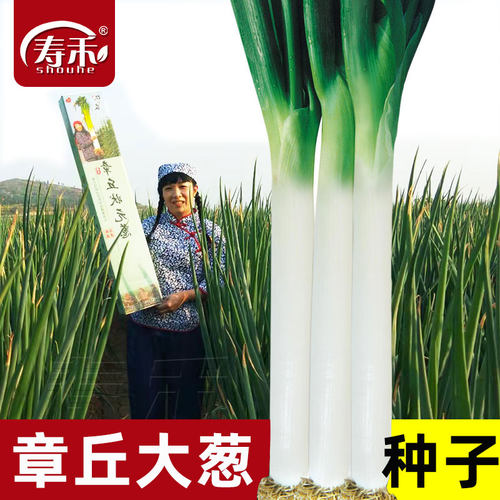 大葱种子山东章丘四季葱