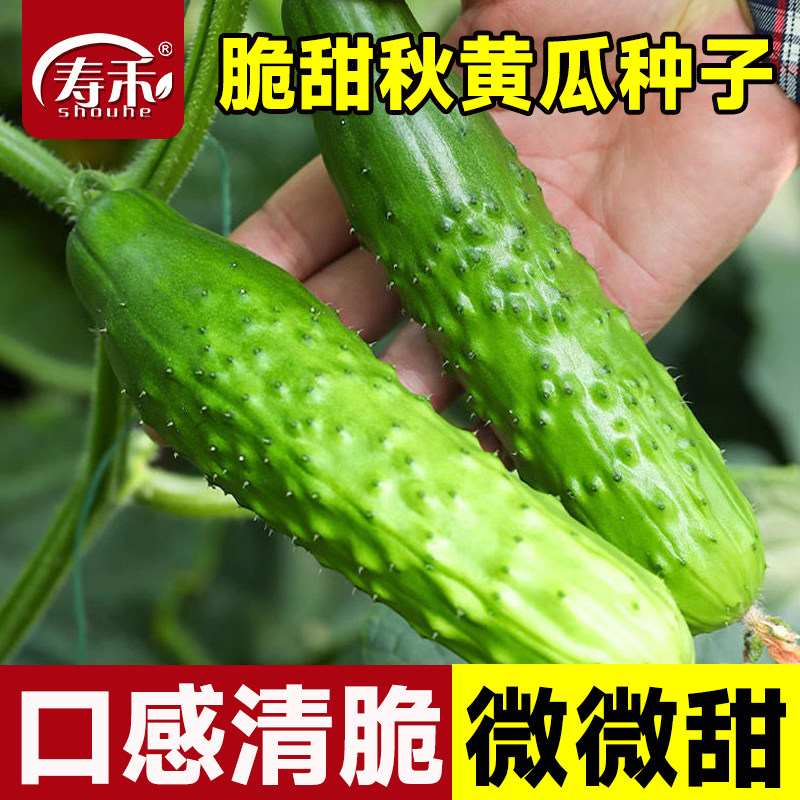 脆甜秋黄瓜种子种籽孑小黄瓜青瓜蔬菜阳台四季盆栽高产水果新品种图片