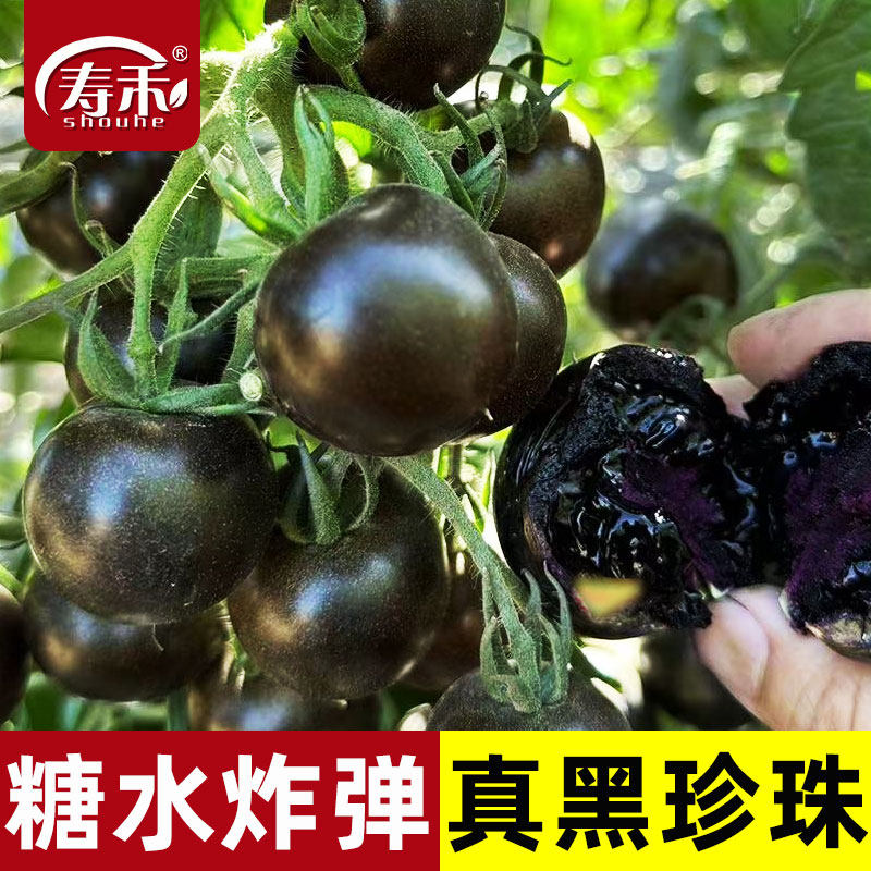 黑珍珠黑番茄种子 紫黑小西红柿种籽秧苗紫黑盆栽孑子苗秧