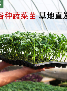 寿光蔬菜苗秧大全辣椒秧苗菜苗带土秧苗批发番茄茄子西瓜黄瓜豆角
