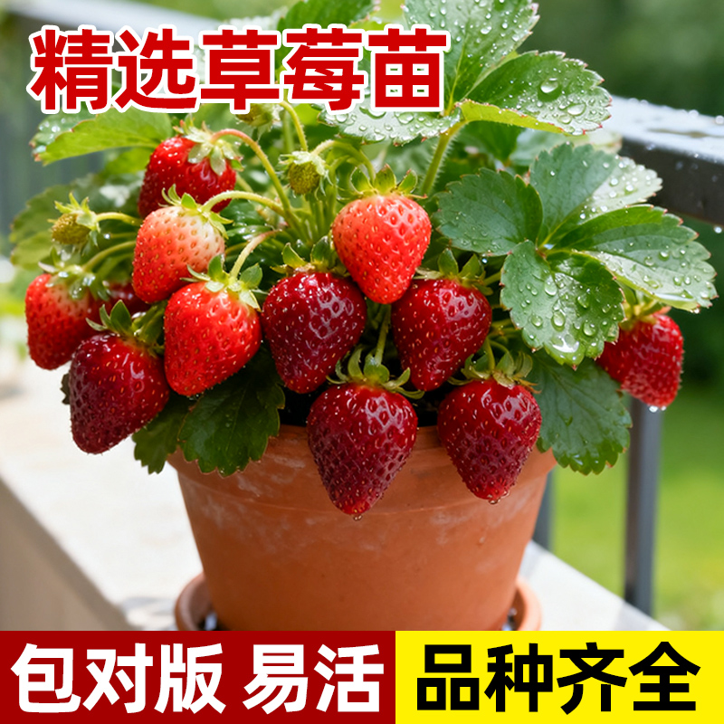 盆栽奶油草莓种籽四季