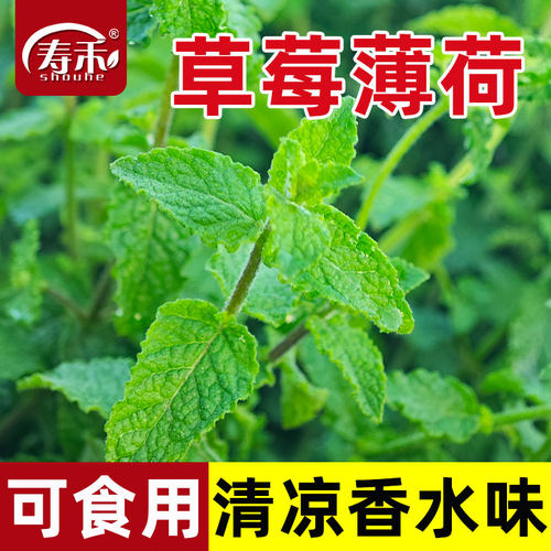 草莓薄荷种子种籽可食用室内植物