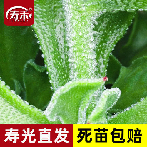 冰草种子孑苗水晶蔬菜四季