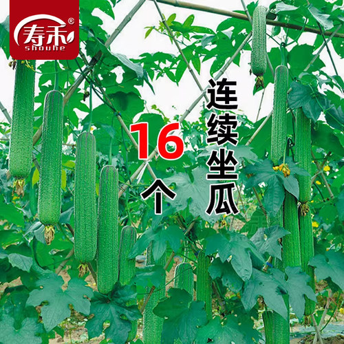 丝瓜种子早熟高产春季蔬菜