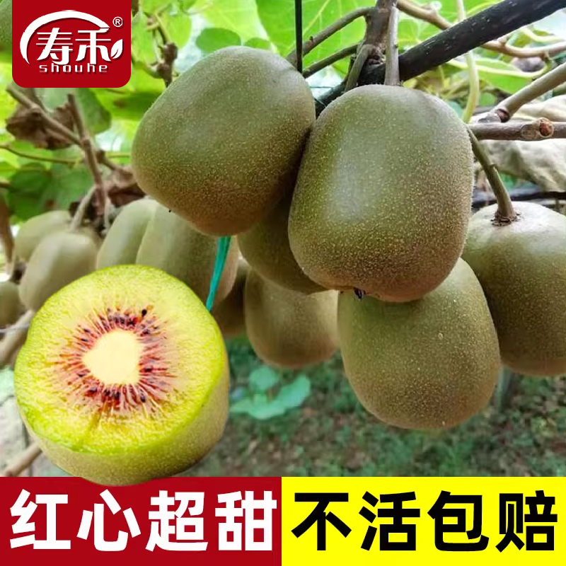 红心猕猴南北方桃苗果苗