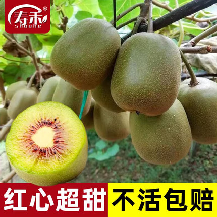 红心猕猴桃树果苗嫁接树苗苗木苗树果树猕猴桃公母同株奇异果带土