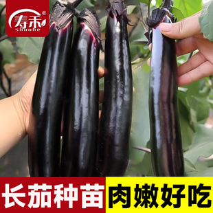 嫁接 菜苗秧苗本地茄苗长茄种籽孑秧 茄子种子苗大全带土蔬菜四季