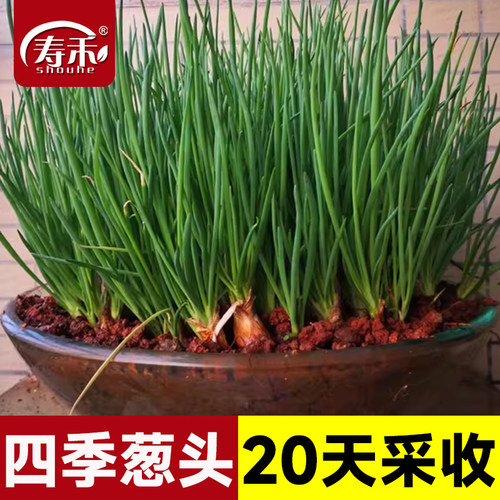 四季葱头种20天吃上鲜嫩小香葱