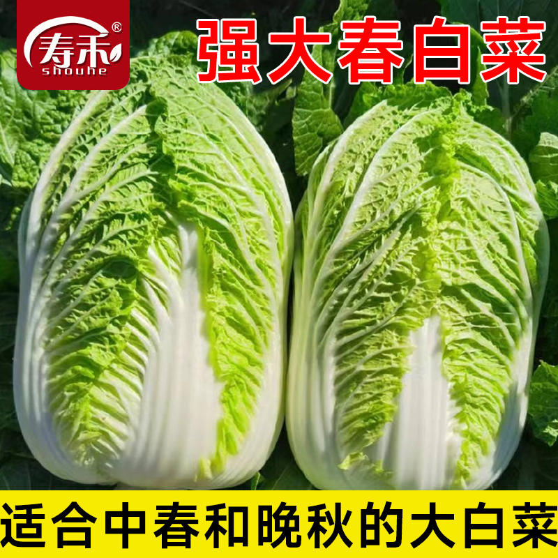 强大春大白菜种黄心四季种籽