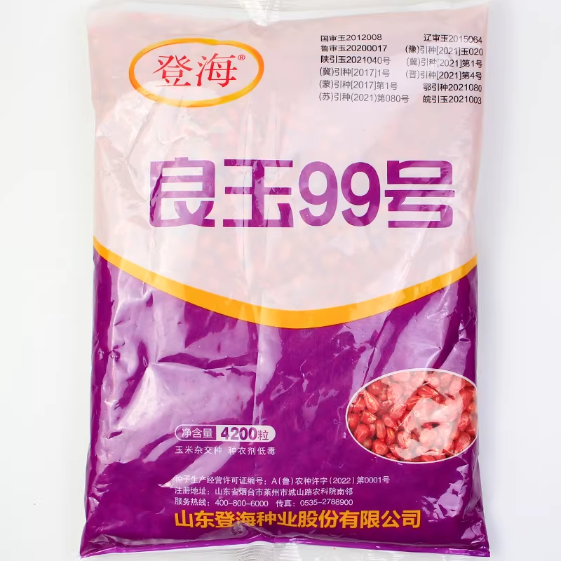 良玉99号玉米种子种籽杂交高产郑单958国审大田饲料特大玉米种孑