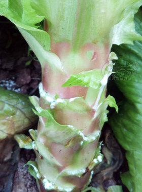 圆叶红莴笋种子种籽苗莴苣菜种四季菜苗秋季窝笋菜籽青笋孑子秧苗