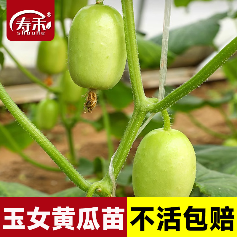 qq黄瓜种子金童玉女水果四季