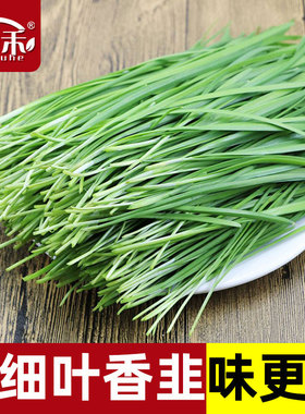 韭菜种子种籽子苗菲菜红根四季根苗紫根籽种蔬菜孑籽种小叶宽叶根