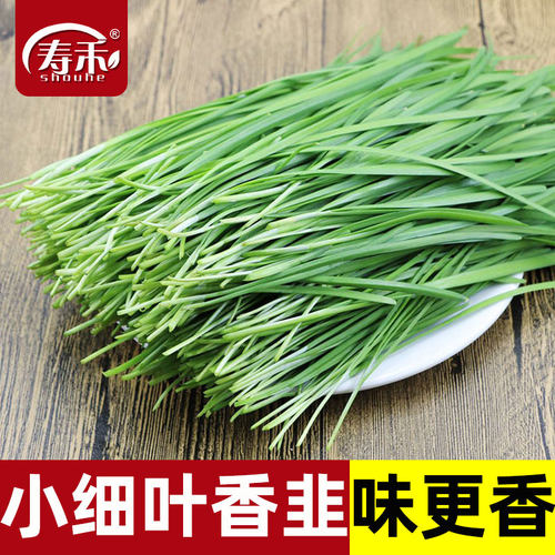 四季盆栽韭菜种子叶片细窄