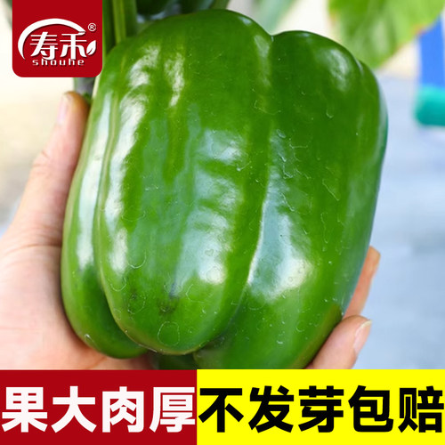 色味俱全果大肉厚青椒种子