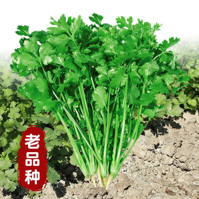 老品种四季大叶香菜阳台盆栽芫荽