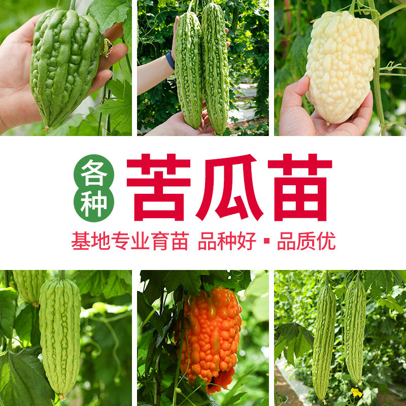 苹果苦瓜种子苗苗四季蔬菜南方图片