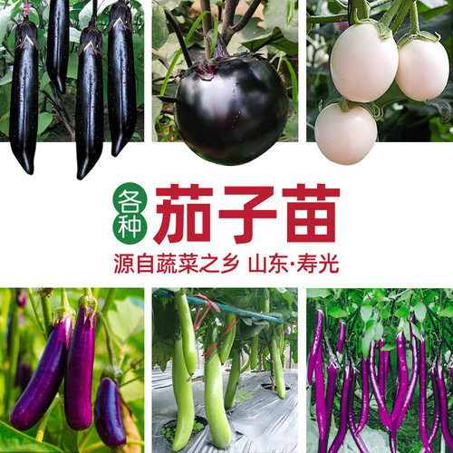 春夏季本地北方大菜种子