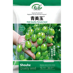 青美玉樱桃小番茄种子绿色小番茄种籽苗秧西红柿种籽孑子圣女果苗