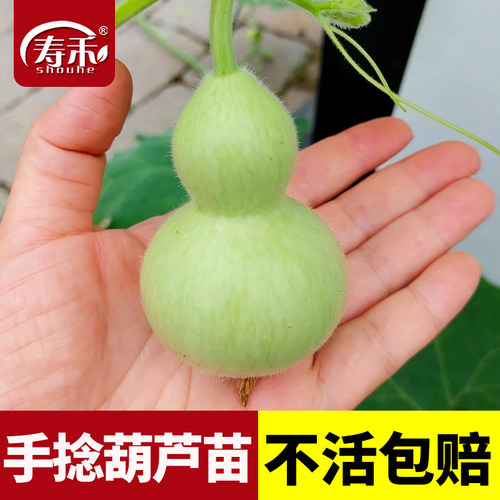 葫芦种子全苗盆栽巨型食用文玩