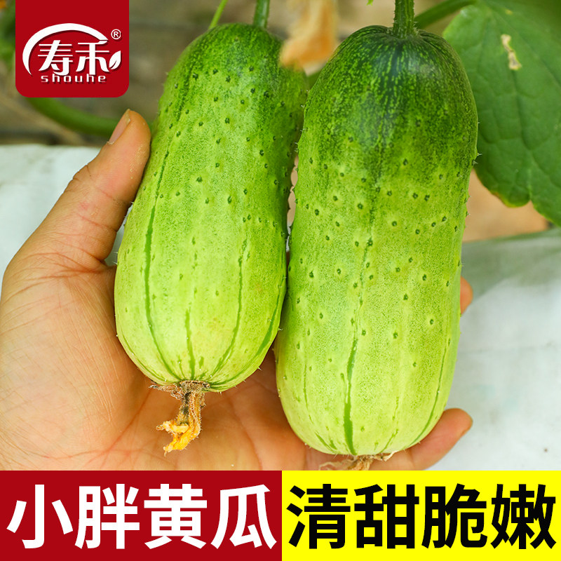 不搭架爬地小黄瓜种子种籽苗孑大全青瓜蔬菜水果菜苗秧秧苗新品种,鲜花速递/花卉仿真/绿植园艺,家庭园艺种子,淘宝优惠券,粉丝福利购,淘宝优惠卷