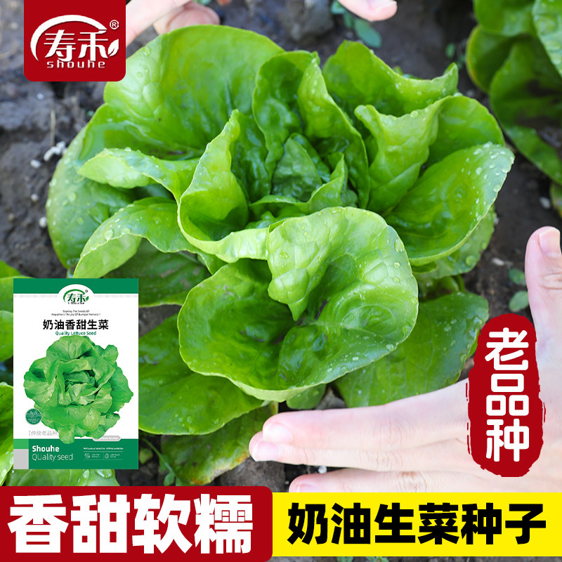 奶油生菜种子旗舰店老品种四季正宗大叶可以生吃生菜种籽夏季种孑