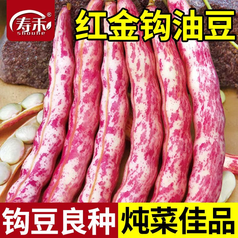 红金钩豆角无筋无柴抗病高产图片