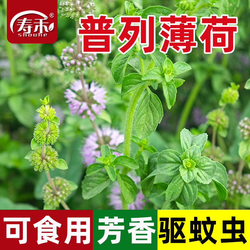 普列薄荷种子种籽可食用室内植物