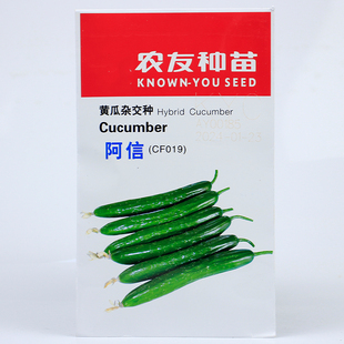农友 阿信小黄瓜种子种籽 高产无刺夏季盆栽春秋孑春季