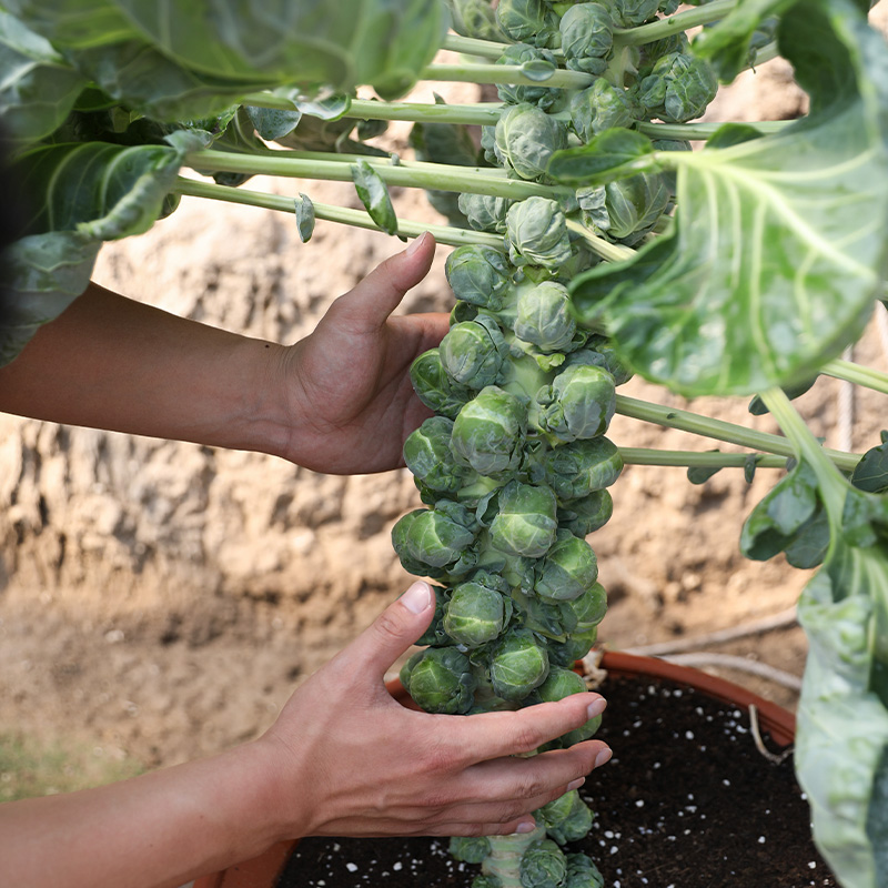 抱子甘蓝传统多子型形状独特