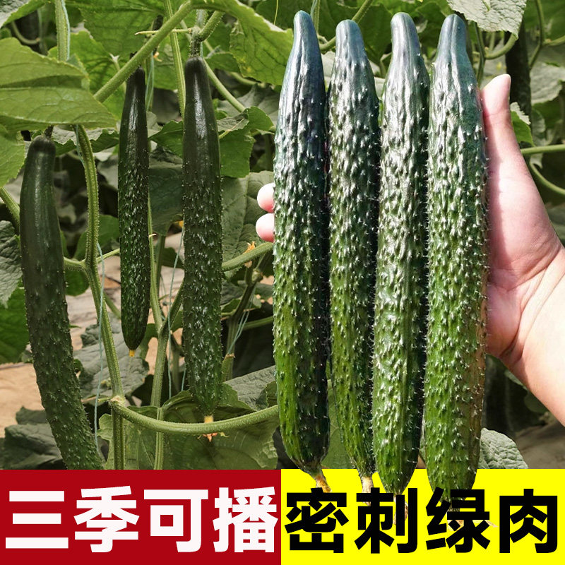 寿光巨丰八号新星黄瓜春季种子图片