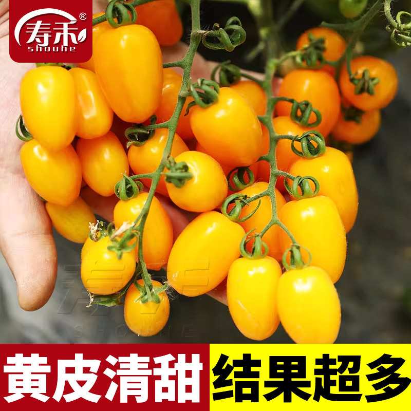 黄色圣女果种子种籽苗小番茄西红柿菜苗果苗秧蔬菜秧苗蕃茄苗树