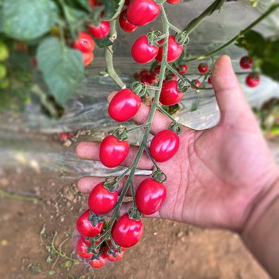 圣女果番茄种子盆栽菜苗春季