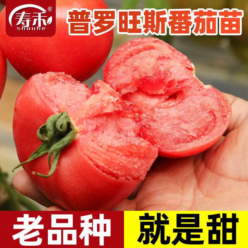 番茄种子蔬菜幼苗西红柿高产粉果
