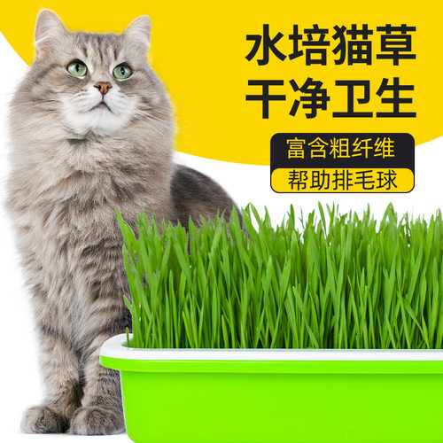 栽培薄荷小麦草种子芽苗菜