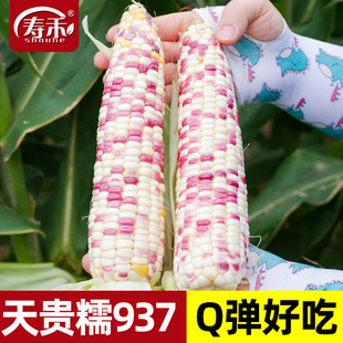 天贵糯937玉米种子花甜糯四季玉米春秋种籽糯粘彩糯香高产大田种