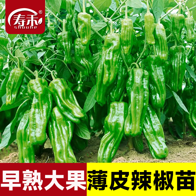 薄皮辣椒种子泡椒四季