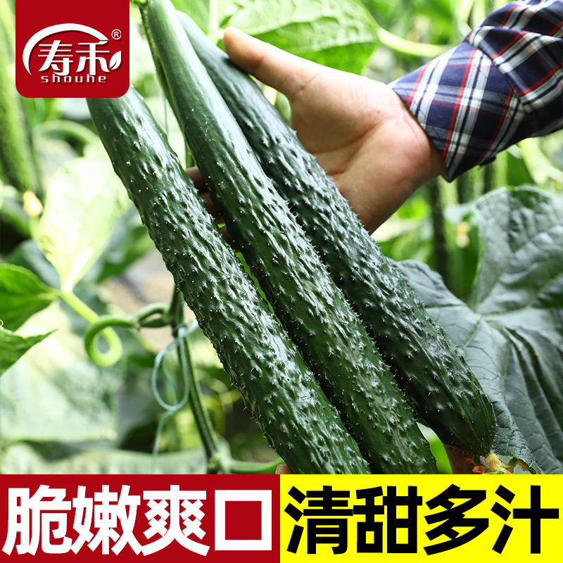 寿光黄瓜种子夏季高产耐热子绿肉短把密刺大蔬菜种籽子青瓜广东