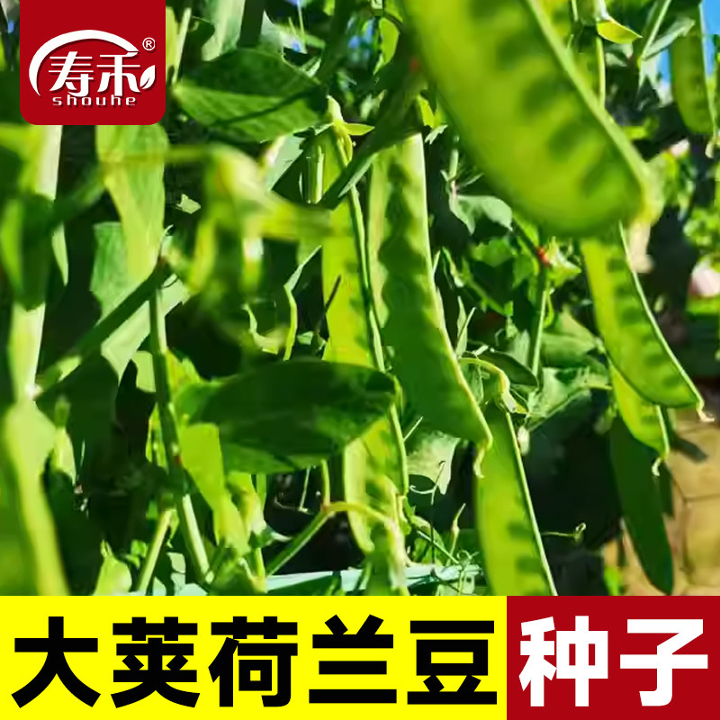 荷兰豆种籽种子豌豆苗四季甜老品种豌豆种籽孑籽种蚕豆菜籽尖碗豆