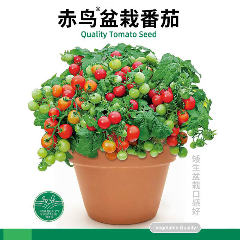 盆栽番茄种子种籽孑苗秧南方菜苗小西红柿蔬菜秧苗圣女果菜苗果苗