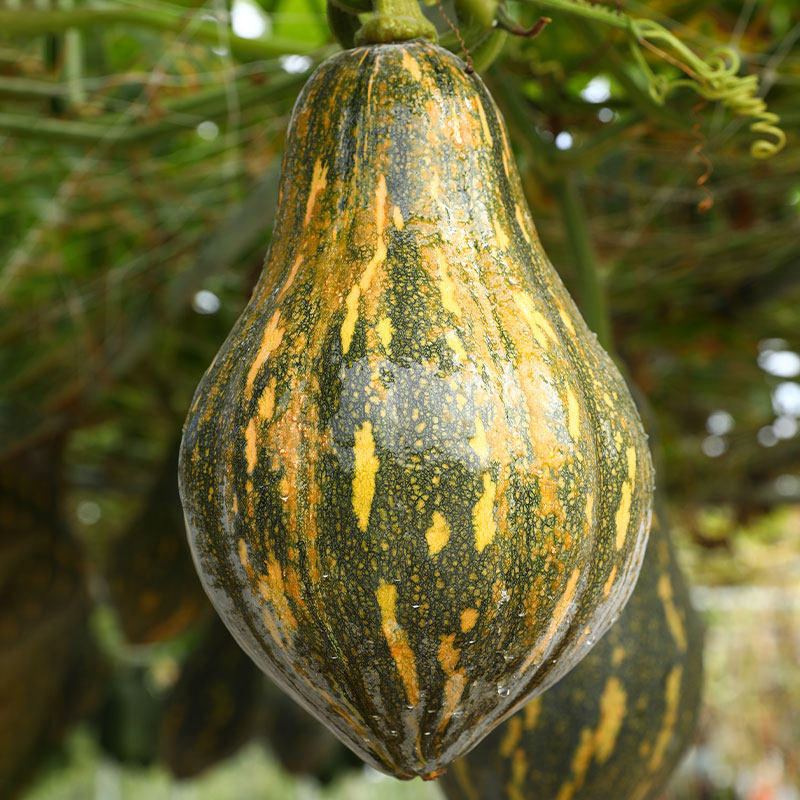 广东省香芋小南瓜种子种籽苗秧板栗四季高产香甜阳台菜苗蔬菜秧苗,鲜花速递/花卉仿真/绿植园艺,家庭园艺种子,淘宝优惠券,粉丝福利购,淘宝优惠卷